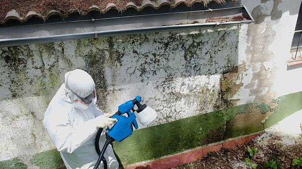 Top rated local Mold Remediation specialists in St. Simons, GA